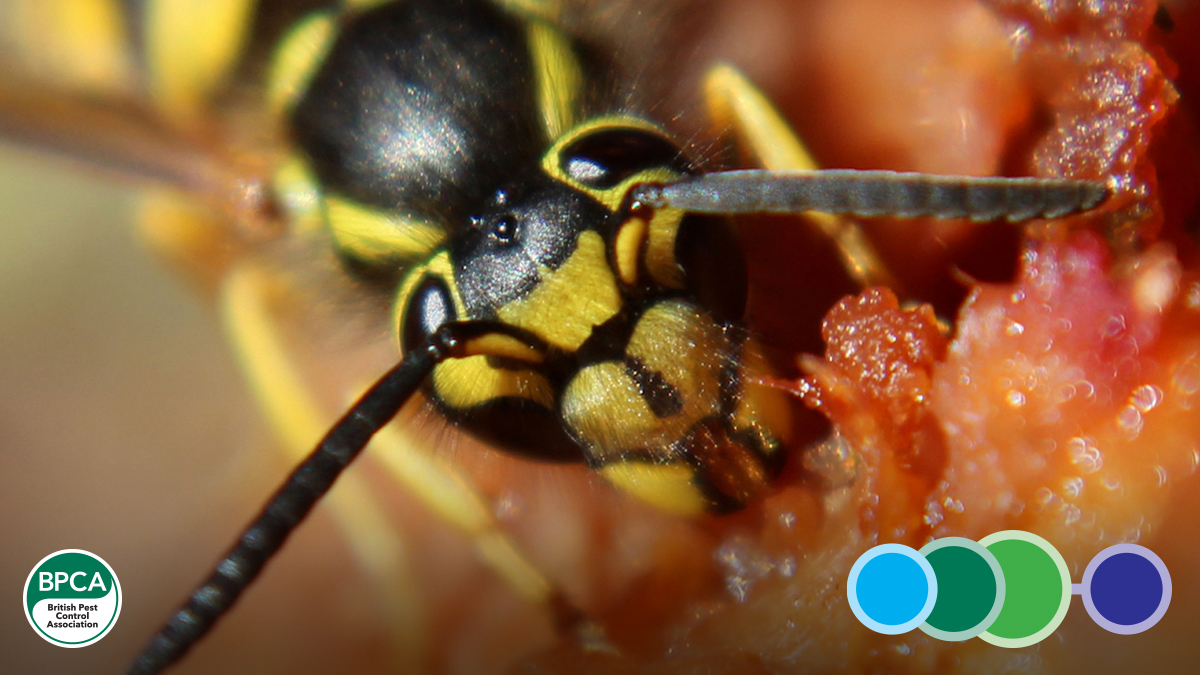 Vertebrates invertebrates health safety legislation and exam techniques refresher day trainig course online pest control programme Vertebrates invertebrates health safety legislation and exam techniques refresher day trainig course online pest control programme